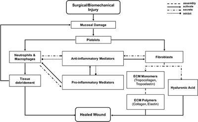 High-Performance Agent-Based Modeling Applied to Vocal Fold Inflammation and Repair